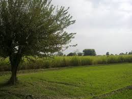 Bedian Road - Ideal Farm Houses Land 41 Marla IN LAHORE