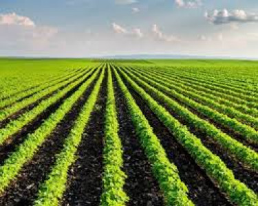 Chakri Road, 500 Kanal -Agricultural Land Is Available For Sale