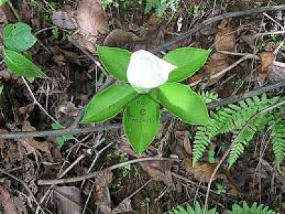 Bahria Town - Precinct 24 - 125 Sq. Yd Residential Plot File For Sale IN Karachi