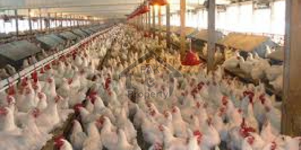 Working Poultry Farm For Sale In Company Bagh Murree