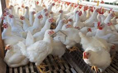 Company Bagh-Working Poultry Farm For Sale In Murree