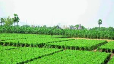 Khanpur Road-Cash Generating Investment Pwn A Fruit Farm In Taxila