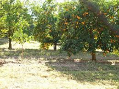 shahab khel -1200 kanal -agriculture orange land for sale