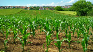 2 Kanal Agricultural Land For Sale In AGHOSH Phase 2 - Block C